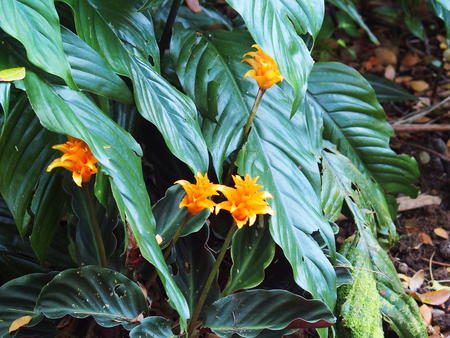 Hawaii Tropical Botanical Garden #73