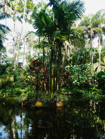 Hawaii Tropical Botanical Garden #74