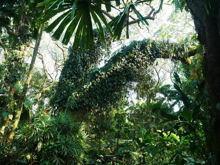 Hawaii Tropical Botanical Garden #78