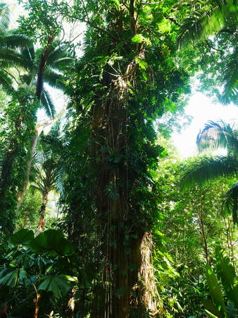 Hawaii Tropical Botanical Garden #79