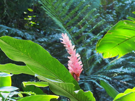 Hawaii Tropical Botanical Garden #80