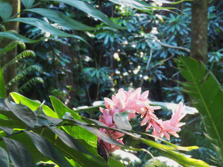 Hawaii Tropical Botanical Garden #81
