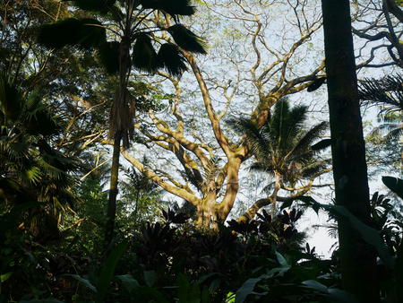Hawaii Tropical Botanical Garden #83