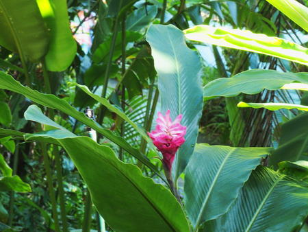 Hawaii Tropical Botanical Garden #84