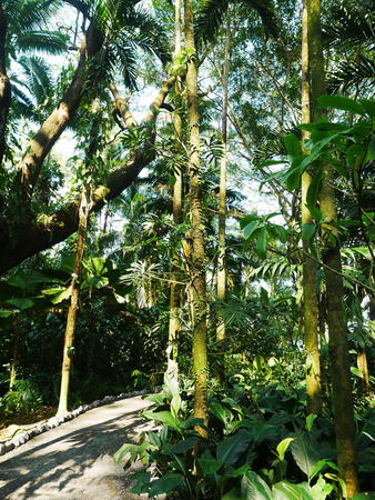 Hawaii Tropical Botanical Garden #85