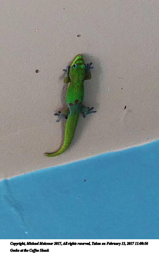 Gecko at the Coffee Shack #2
