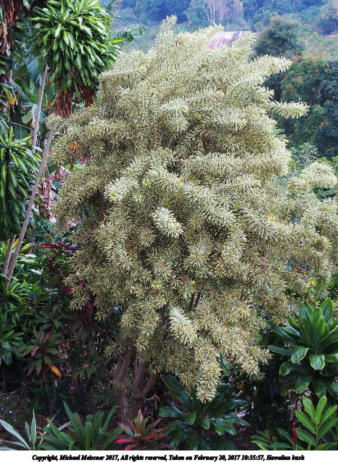 Hawaiian bush