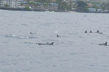 Hawaiian spinner dolphins #3