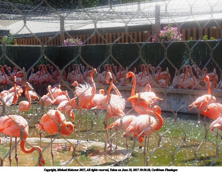 Caribbean Flamingos #2