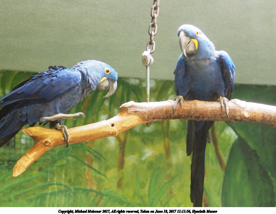 Hyacinth Macaw #6