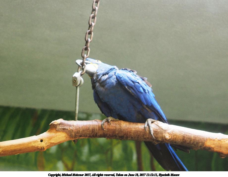 Hyacinth Macaw #7