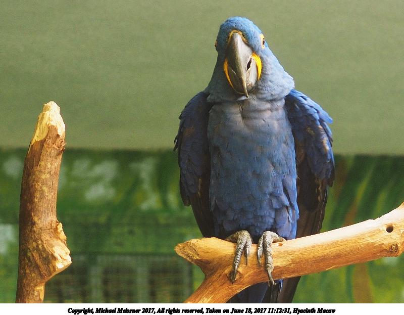 Hyacinth Macaw #8