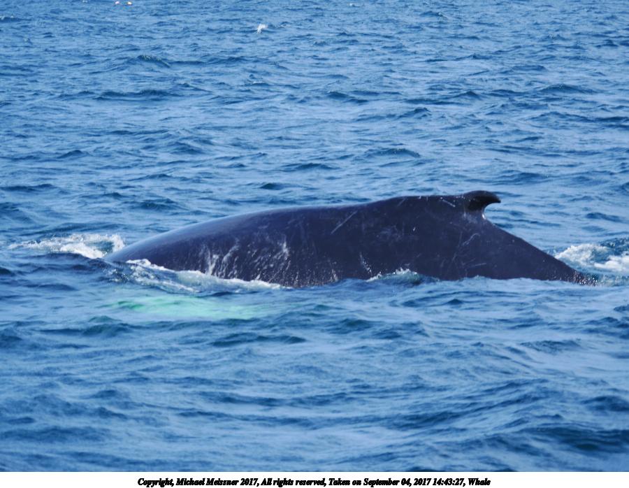Whale #4