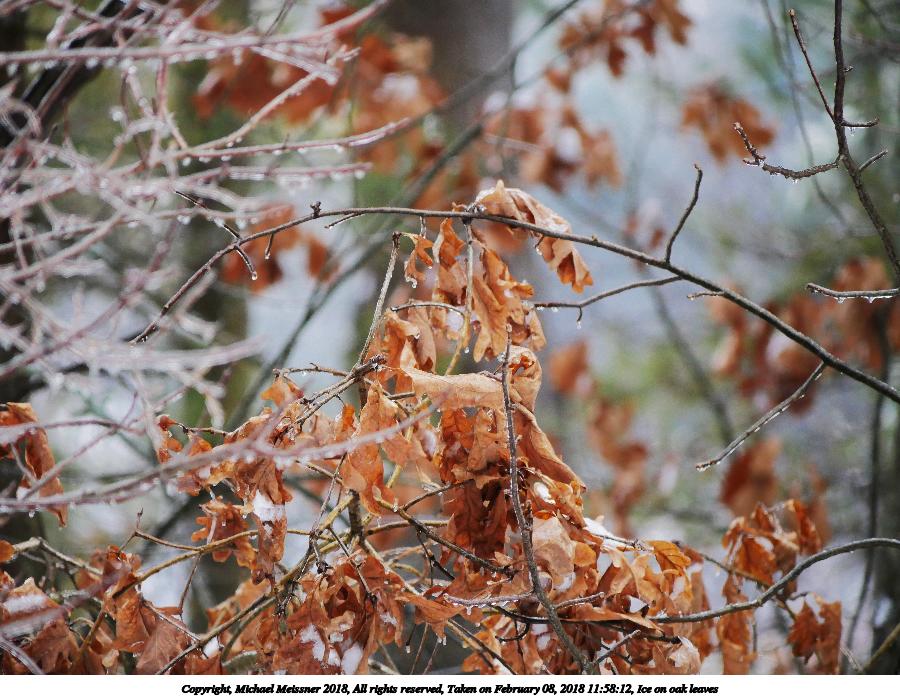 Ice on oak leaves
