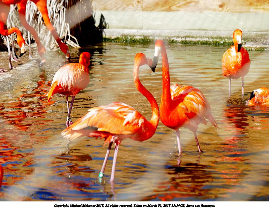Stone zoo flamingos