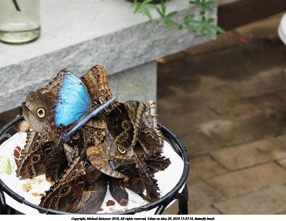 Butterfly lunch #4