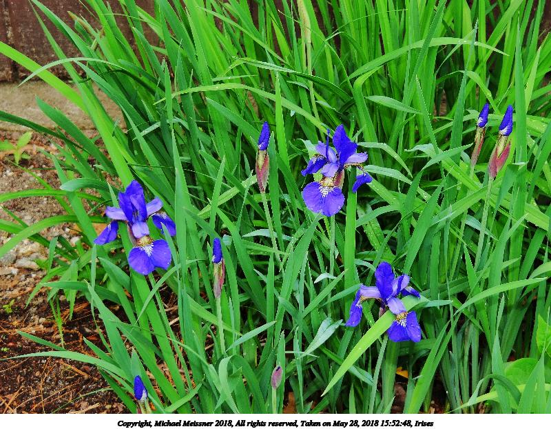 Irises #2