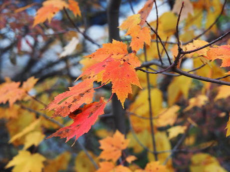 Red and yellow leaves #4