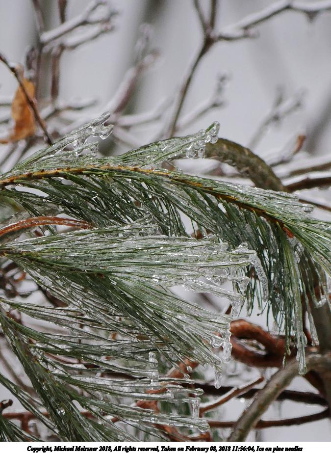 Ice on pine needles