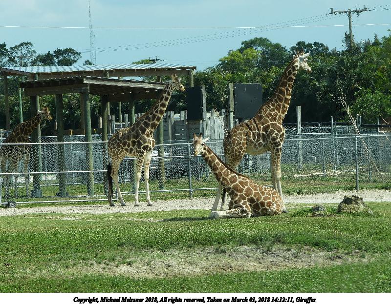 Giraffes #2