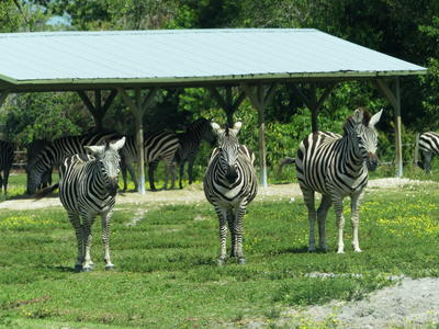 Common Zebra #2