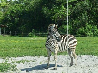 Common Zebra #3