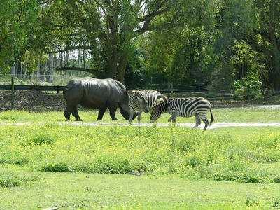 Southern White Rhinoceros and Common Zebra