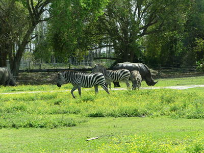 Southern White Rhinoceros and Common Zebra #2