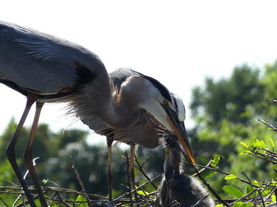 Great Blue Heron and young #2