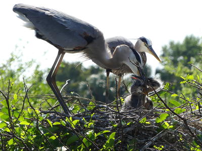 Great Blue Heron and young #4