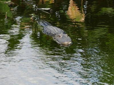 Alligator #2