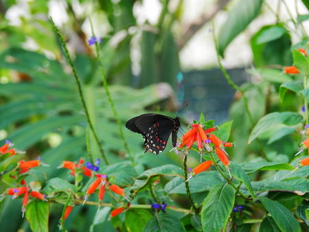 Black and red butterfly