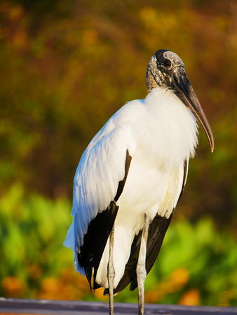 Wood Stork #2