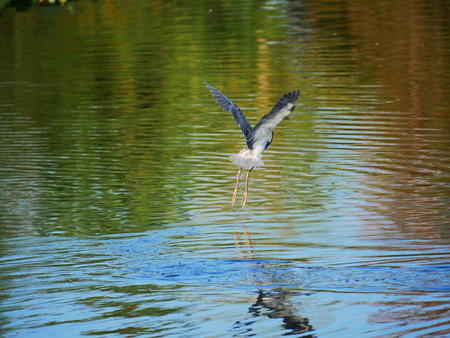 Landing bird #2