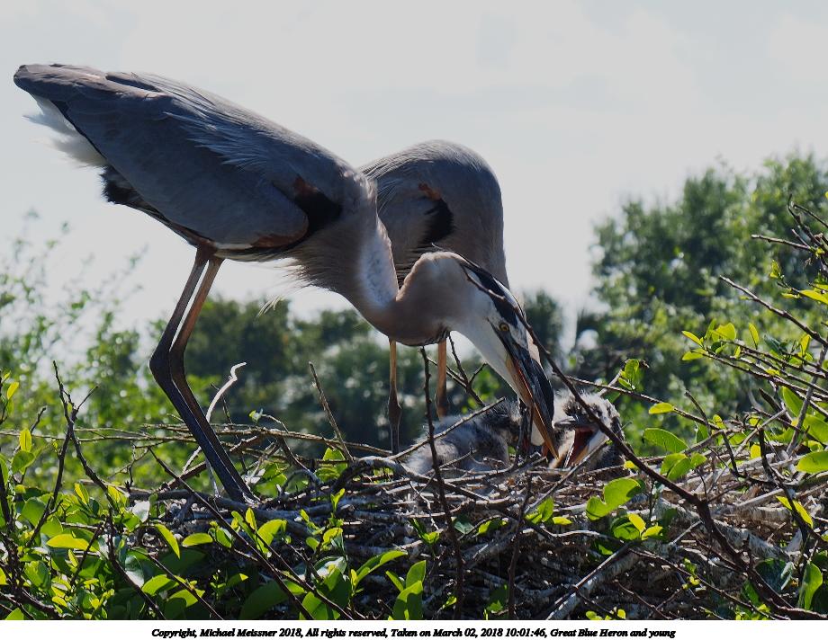 Great Blue Heron and young #3