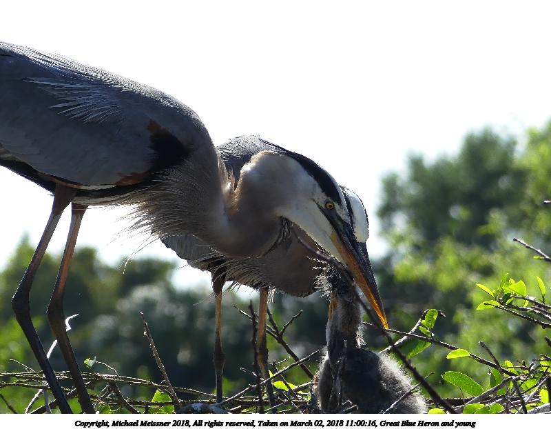 Great Blue Heron and young #12