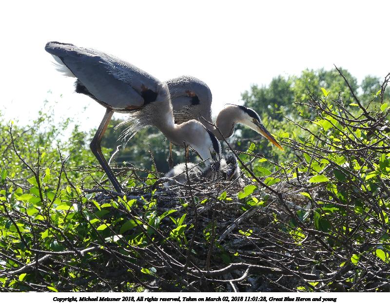 Great Blue Heron and young #17