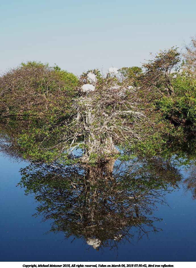 Bird tree reflection