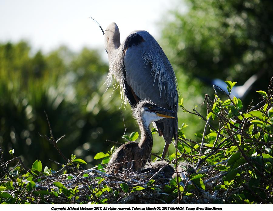 Young Great Blue Heron #2