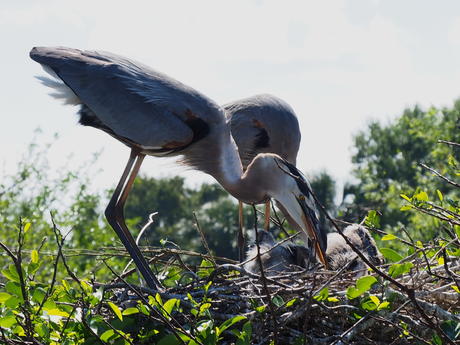 Great Blue Heron and young #4