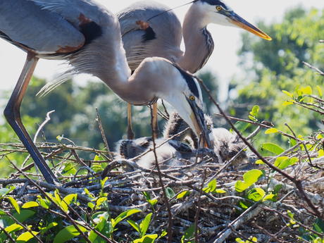 Great Blue Heron and young #7