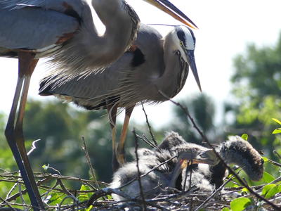 Great Blue Heron and young #22