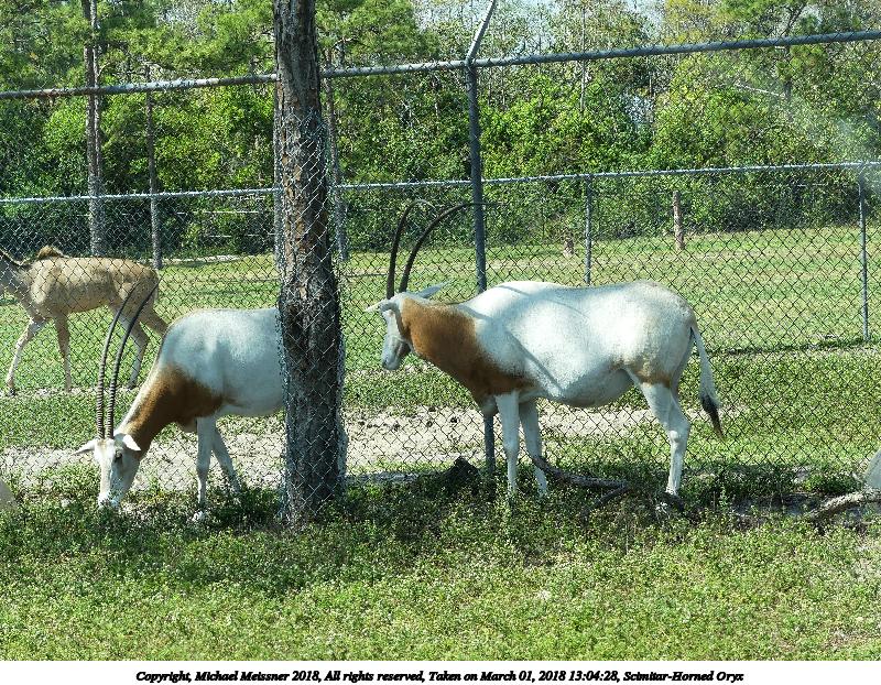 Scimitar-Horned Oryx #5