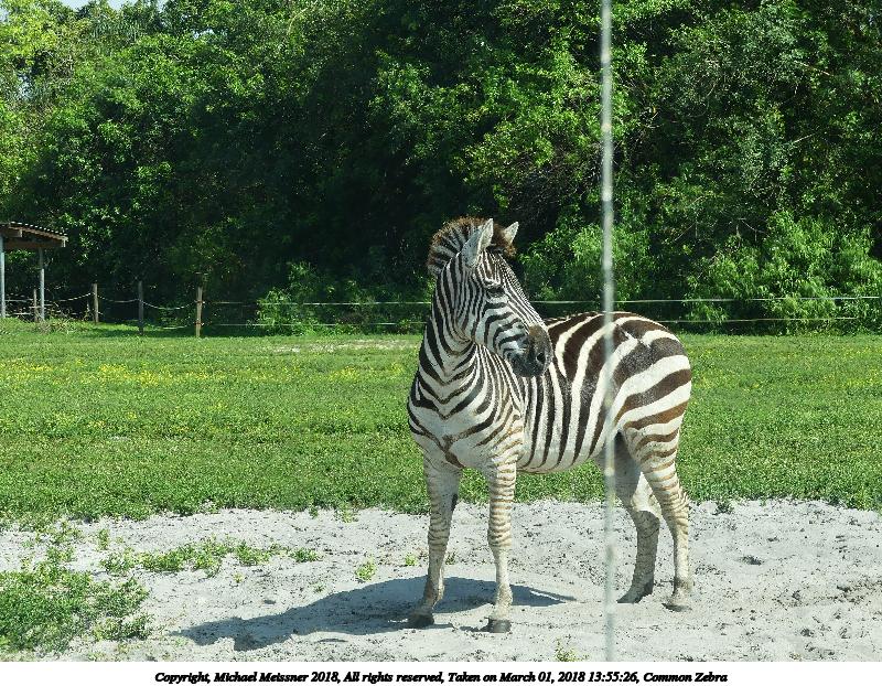 Common Zebra #9