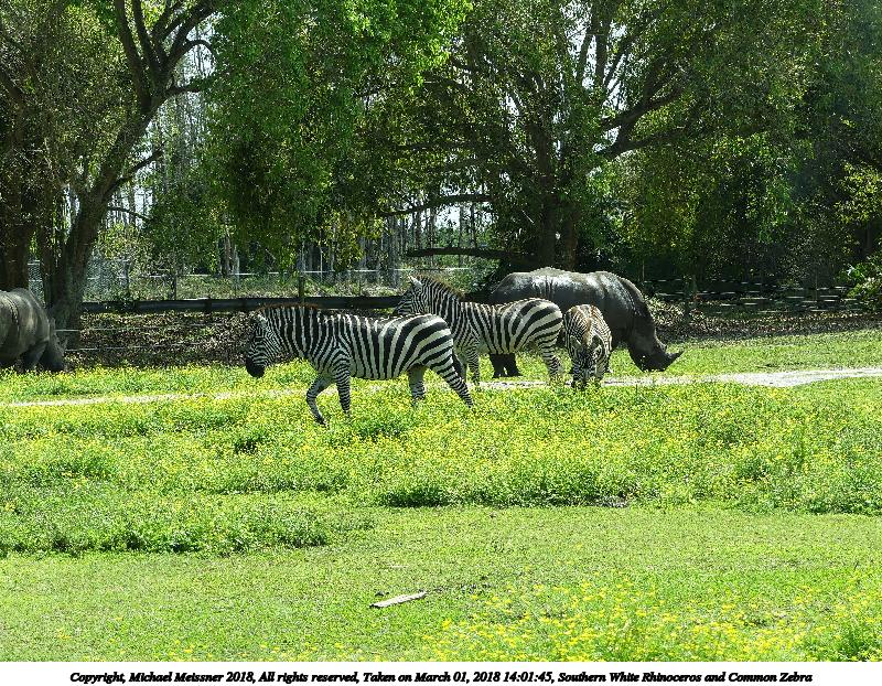 Southern White Rhinoceros and Common Zebra #5