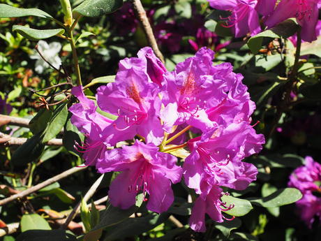 Rhododendron #6