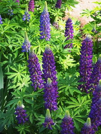 Lupines #3