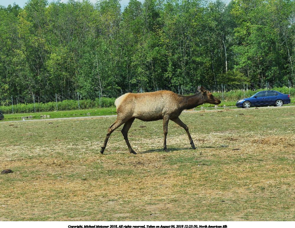 North American Elk #6