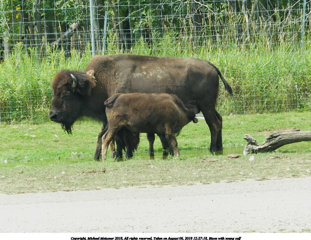 Bison with young calf #3