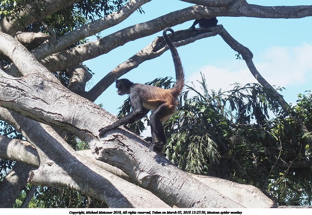 Mexican spider monkey #7